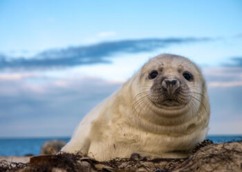 Seehundbabys an der Nordsee: Wie sie aufwachsen und geschützt werden.