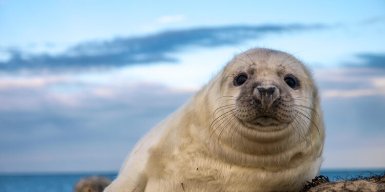 Seehundbabys an der Nordsee: Wie sie aufwachsen und geschützt werden.