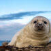 Seehundbabys an der Nordsee: Wie sie aufwachsen und geschützt werden.