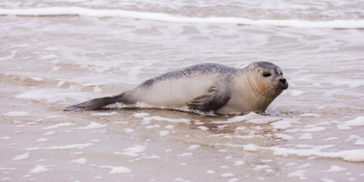 Was ist eine Robbe? Alles über die Lebensweise, Arten und Besonderheiten dieser Meeressäuger.