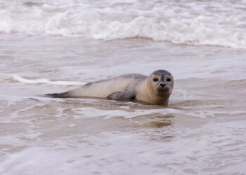 Die Robbenstation Warnemünde: Schutz und Pflege für die Tiere der Ostsee.