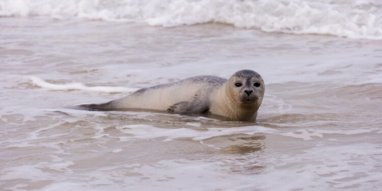 Die Robbenstation Warnemünde: Schutz und Pflege für die Tiere der Ostsee.
