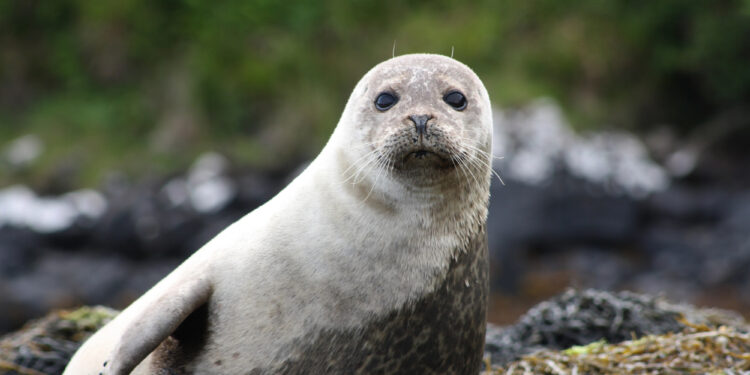 Seehunde an der Nordsee: Verhalten, Ernährung und Gefährdung.