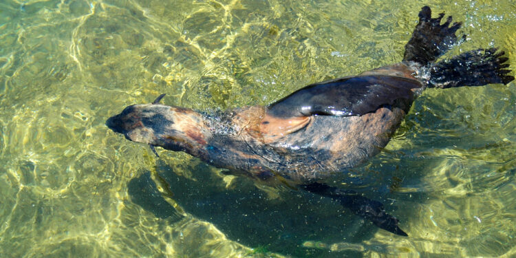 Wie schnell sind Seehunde? Spannende Fakten über ihre Geschwindigkeit und Beweglichkeit im Wasser.