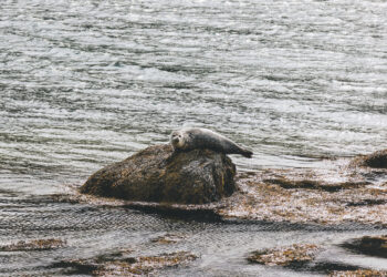 Ein Besuch in der Seehundstation Norddeich: Wie verletzte Tiere gerettet und gepflegt werden.