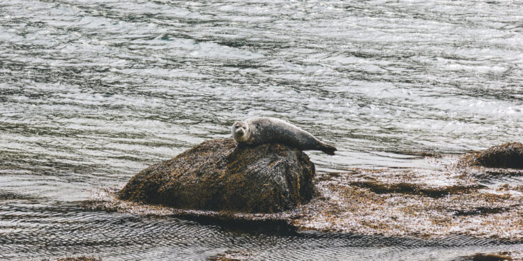 Ein Besuch in der Seehundstation Norddeich: Wie verletzte Tiere gerettet und gepflegt werden.